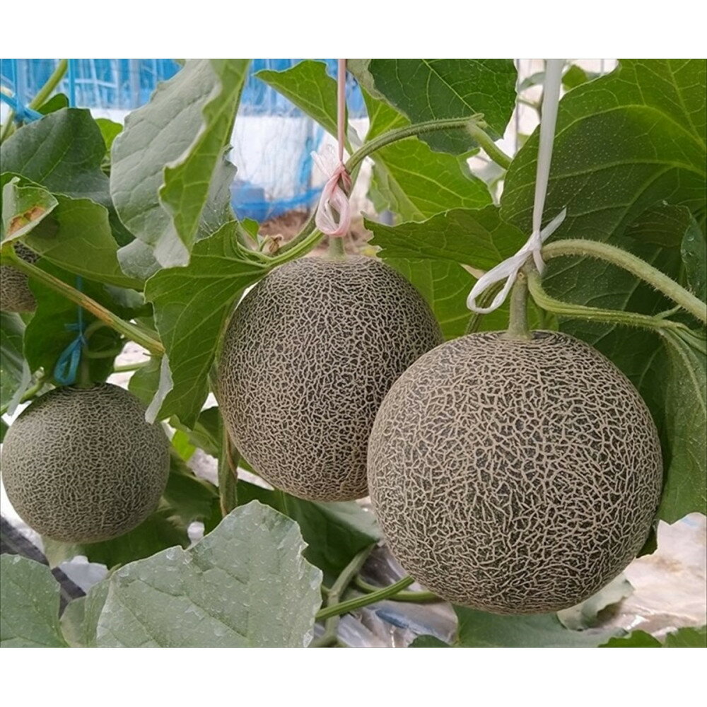 【ふるさと納税】タカミメロン　2玉（2.5kg前後）　1箱　【※2026年7月上旬～中旬配送】　