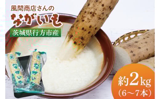 【2025年12月より順次発送】風間商店さんのながいも 約2kg(6～7本)｜ながいも いも 芋 長芋 野菜 やさい 人気 美容 健康 腸活 味噌汁 天ぷら 茨城県 行方市 行方市産(HO-1)