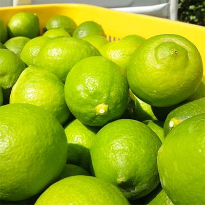 ふるさと納税 広川町 【国産】農家直送!　紀州レモン　約3kg |  | 01