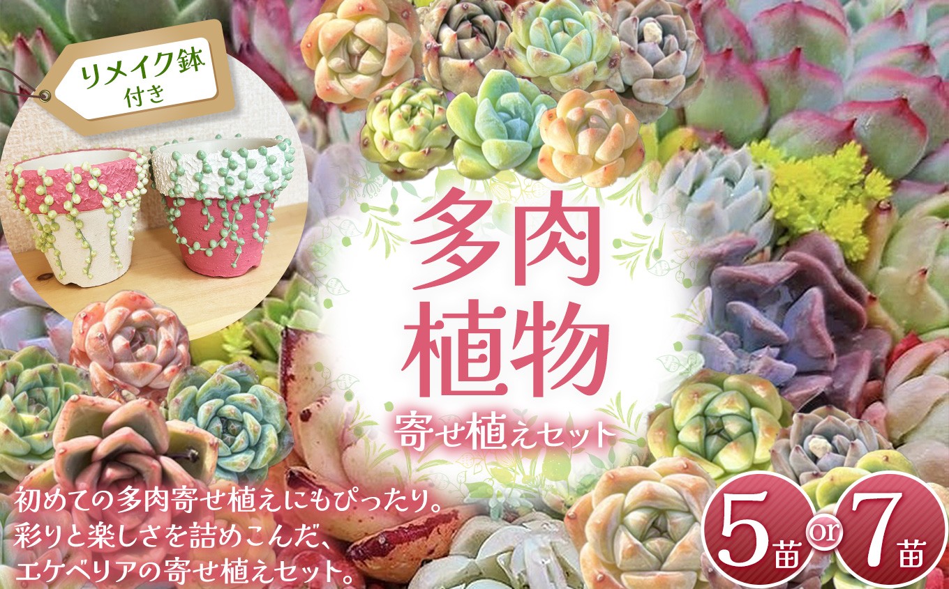 
            多肉植物 エケベリア リメイク鉢(グリーンネックレス)付き寄せ植えセット | 選べる容量 5苗 2号鉢 7苗 2.5鉢 リメイク 鉢 グリネ鉢 グリネ グリーンネックレス 多肉 植物 国産苗 抜き苗 初心者向け 育てやすい 観葉植物 インテリア プレゼント ギフト おしゃれ 彩り グラデーション 丈夫 簡単ケア おうち時間 癒し 栃木県 下野市
          