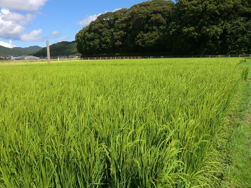 伊勢ひかり 10kg お米 白米 精米 米 おすすめ 国産 朝ごはん 朝食 晩ごはん ご飯 夕食 三重県 志摩市 伊勢 志摩 伊勢奉祝 奇跡のお米 10キロ おこめ こめ コメ
