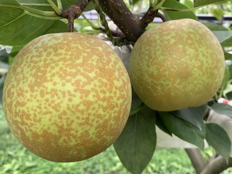 
            八頭町産　梨「甘太梨」5kg【梨 なし ナシ 果物 フルーツ ギフト 先行予約 甘い 果実 果汁 デザート もぎたて 旬 新甘泉好きな方におすすめ】
          