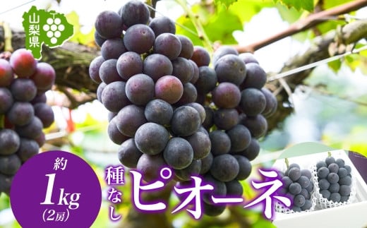 
            【チョイス限定】＜2025年発送＞山梨県 笛吹市 ピオーネ2房 約1kg 177-6-001 ｜ピオーネ 葡萄 ぶどう 発送 山梨 笛吹市 果物 フルーツ 新鮮 旬 発送 ブドウ 国産 山梨 笛吹市 葡萄 高級 ぶどう 山梨県笛吹市 果物 葡萄 2025年発送 高級品種 ブドウ 先行 贈答用 贈答 ギフト｜
          