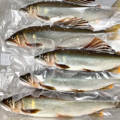 ふるさと納税 いの町 鮮度にこだわり!仁淀鮎★10尾〜(冷凍1kg) ★ |  | 01