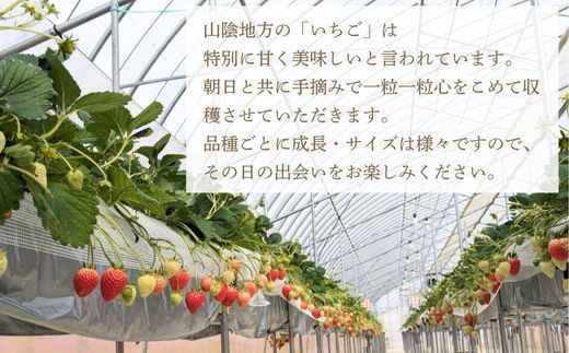 【先行予約】「色々苺」品種盛り合わせパック 品種かわかるメモ付【食べ比べ いちご イチゴ 約290g×2パック 苺 冷蔵 安来】【13-FA-01】