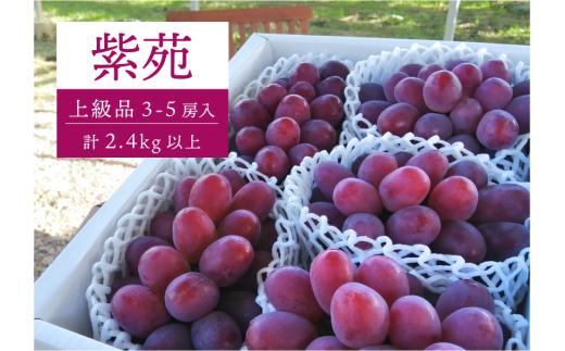 KF-B046-01【きよとうファーム】特選品 紫苑 3～5房/計2.4kg~ (岡山県産) / ぶどう ブドウ 葡萄 先行予約 フルーツ 果物 真庭市 フルーツ王国 きよとう果樹園