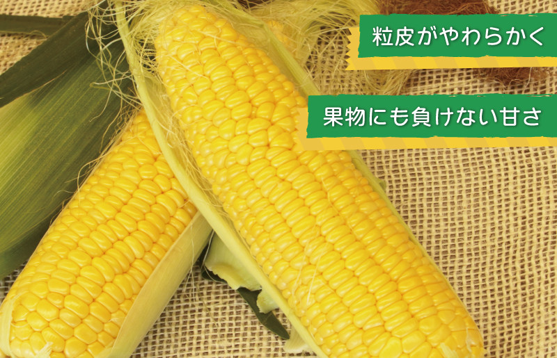 ゴールドラッシュ 15本【新鮮 野菜 泉佐野産 とうもろこし コーン やさい TONOファーム 数量限定 先行予約】 G1107