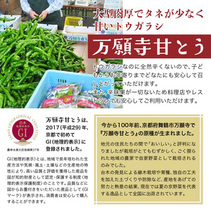 京の伝統野菜 「万願寺甘とう」1箱 1.2㎏ 袋入り 小分け 甘い！美味い！辛くない！舞鶴発祥京のブランド産品 【2024年夏発送分】