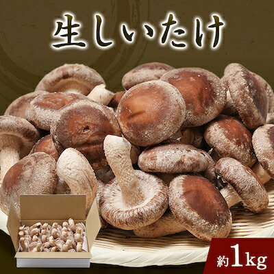 【ふるさと納税】生椎茸約1キログラム箱入り【配送不可地域：離島】【1288310】