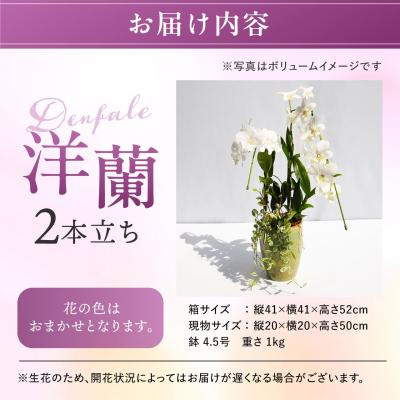 ふるさと納税 糸島市 【ギフトに】デンファレ(洋蘭)2本立ち 糸島市/和饗エコファーム株式会社 [AVI005] |  | 01