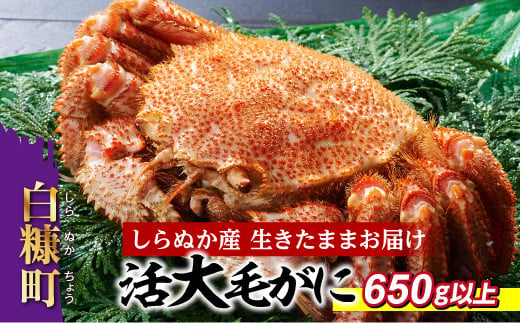 
            しらぬか産 活大サイズ毛がに 650g以上 毛ガニ 毛がに カニ かに 蟹 ふるさと納税 ふるさとチョイス 北海道 白糠町
          