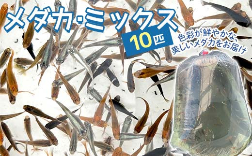 
            メダカ・ミックス 10匹 F4N-1708
          