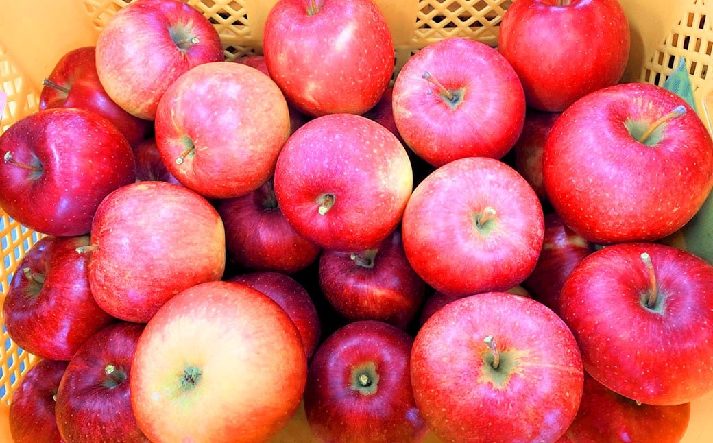 【訳あり品】 山形おきたま産 りんご （サンふじ）（〇秀） 14玉～23玉（約5kg）