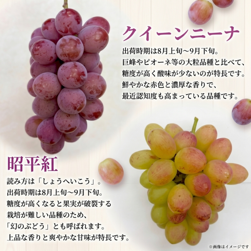 【37品種から厳選】大阪・柏原から届く「旬の宝石箱」大粒ぶどう詰め合わせ（シャインマスカット含まず）約2kg（2026年先行予約 8月下旬～9月上旬発送分）