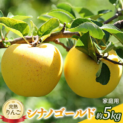 【ふるさと納税】先行予約 りんご シナノゴールド 約5kg 家庭用 2026年 令和8年発送 完熟りんご・外観は不揃いだけど美味しいよ 果物 果物類 リンゴ 林檎 フルーツ 長野のりんご 信州産 長野県産 信州りんご デザート 食後　お届け：2026年10月下旬～11月中旬ごろ