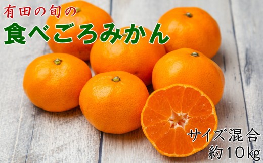 【先行予約】有田の旬の食べごろみかん約10kg（サイズ混合）※2026年11月下旬～2027年1月中旬頃順次発送【tecj1043】