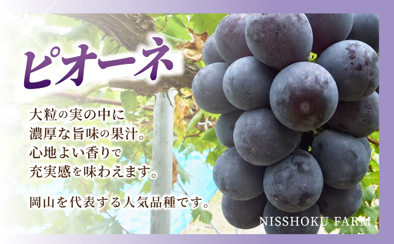 【2026年先行予約】 NIHOKU　FARM　特選　大粒ぶどう３種セット（シャインマスカット入り）岡山 ぶどう 真庭市 高級 ギフト 贈り物 ピオーネ クイーンニーナ 【nisfarm010-02】