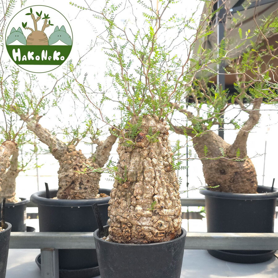 【ふるさと納税】オペルクリカリア・パキプス「塊根植物の王様」(発根管理済) Z3｜観葉植物 コーデックス 盆栽 鉢植え インテリア ハコネコ [0589r]