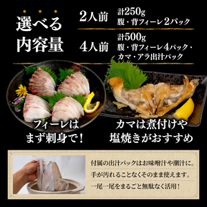 【 シマアジ 】 シマアジ美粕祇万2人前