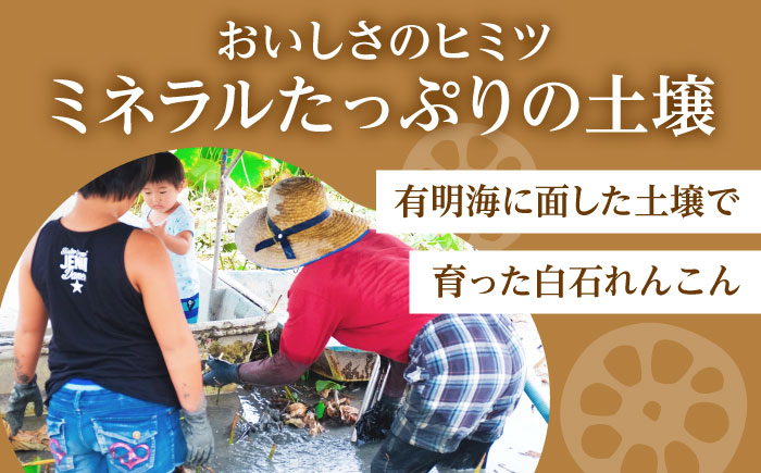 【先行予約】【真空パック】新鮮でおいしい！ 佐賀のがばいうまかレンコン 約1.5kg【有限会社白石開発】 [IBN006]