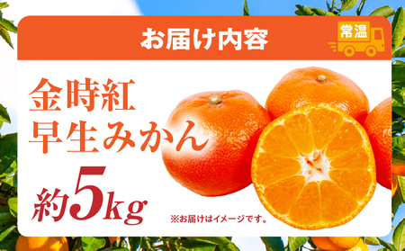 【先行受付】金時紅早生みかん約5kg【香川県共通返礼品】 | 金時紅 鮮やか 紅色 小原紅早生 糖度 甘い みかん ミカン 柑橘 柑橘系 果物 フルーツ 青果 デザート グルメ おすすめ 贈答 贈り物