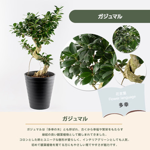 2026年2月上旬～発送 観葉植物 ガジュマル 65cm～85cm 無加温生産の秋元 032-1947  観葉植物 観葉植物 ※北海道・沖縄・離島配送不可