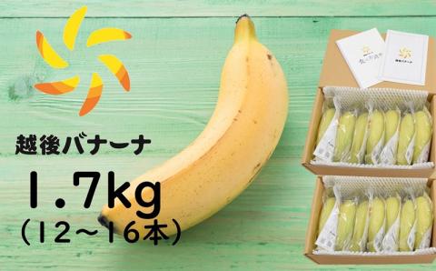 【雪国新潟産バナナ】1.7kg（12～16本）濃厚な甘さともっちり食感！安心安全の越後バナーナ