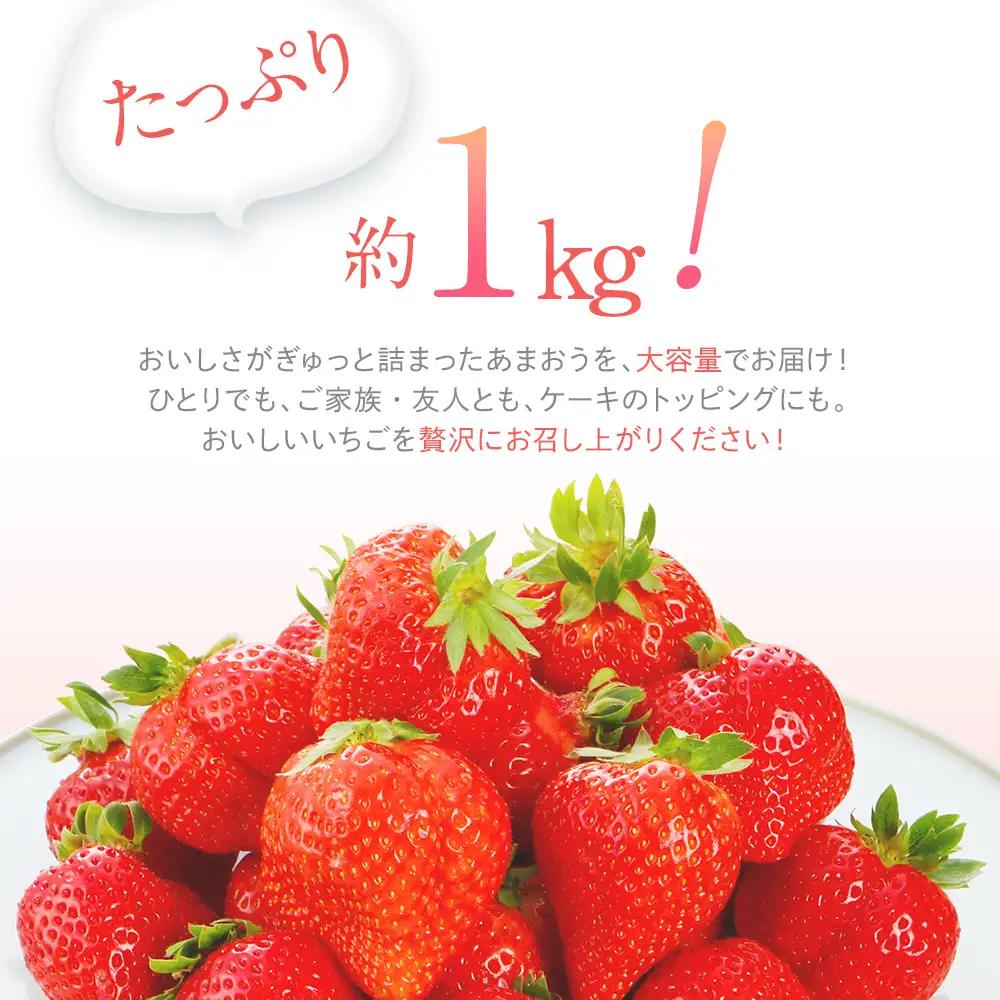 先行予約いちご あまおう 合計約1kg 約250g×4パック【2027年1月下旬～2月順次発送予定】 いちご