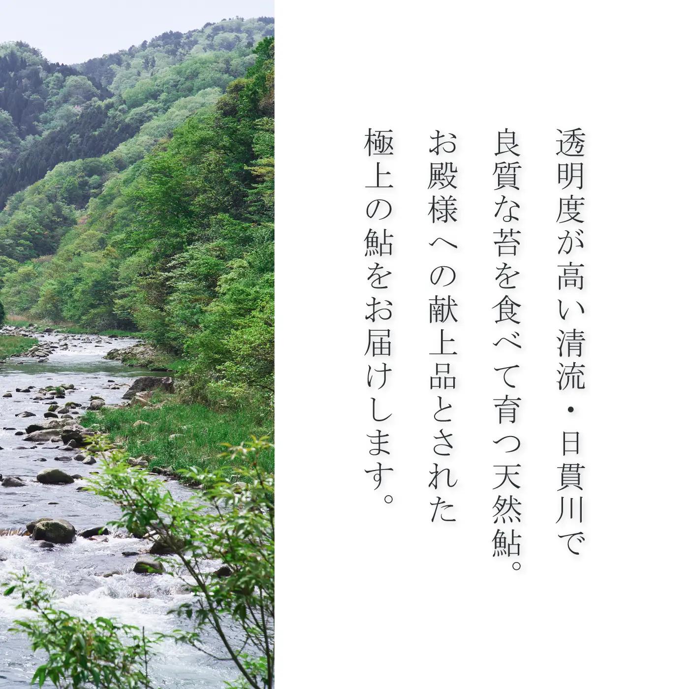 天然鮎 子うるか 美加登家監修