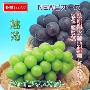 《2026年発送》シャインマスカット & ニューピオーネ セット 約2kg ( 種なしシャインマスカット 約1kg & 種なしニューピオーネ 約1kg ) 香川産 ｜ぶどう マスカット 人気品種 コラ