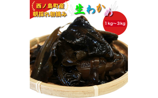 【数量限定・予約販売！】朝採れ初摘み生わかめ1kg　新食感わかめ！  国産 わかめ 湯通し 海藻 味噌汁 スープ 鍋 サラダ 刺身 酢のもの 肉厚わかめ グルメ 家庭用 ギフト プレゼント 贈答 送料無料 人気 おすすめ