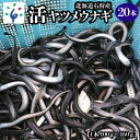 【ふるさと納税】【予約受付中】2025年1月～発送予定【期間限定/数量限定】うなぎ ウナギ 活うなぎ（20本（1本100g〜160g））石狩産 活ヤツメウナギ(10本)北海道 石狩市 いしかり 活 活魚 やつめうなぎ 希少 珍しい レア 名産 特産 北海道産 石狩川河口