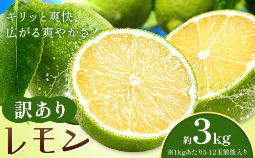 レモン 訳あり 緑色 檸檬 3kg (1kgあたり5-12玉前後) 株式会社農業福祉研究機構《10月上旬-11月上旬頃出荷》和歌山県 紀の川市 フルーツ 果物 お取り寄せフルーツ