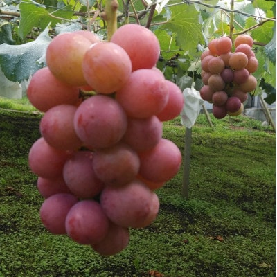 「幻の牧丘天空シャインマスカット+クインニーナ」約1kg【配送不可地域：離島】