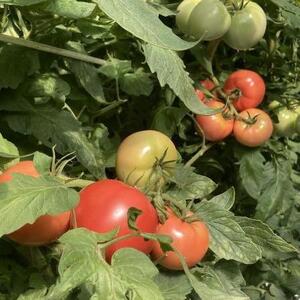 夏秋トマト1キロ ぴの山ファーム 奈良県 奈良市 なら 7-013 ﾄﾏﾄ ﾄﾏﾄ ﾄﾏﾄ ﾄﾏﾄ ﾄﾏﾄ ﾄﾏﾄ ﾄﾏﾄ ﾄﾏﾄ ﾄﾏﾄ ﾄﾏﾄ ﾄﾏﾄ ﾄﾏﾄ ﾄﾏﾄ ﾄﾏﾄ ﾄﾏﾄ ﾄﾏﾄ ﾄﾏ