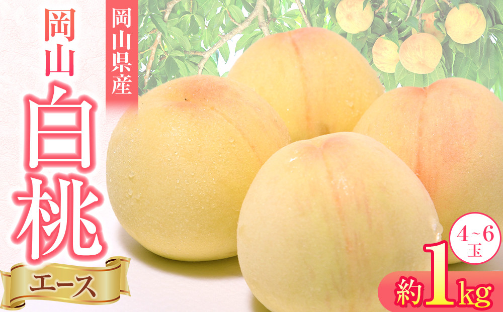 岡山県産 桃 岡山白桃 2024年 先行予約 エース 約1kg（4～6玉）早生種・中生種 もも モモ フルーツ 果物 ギフト