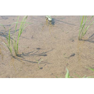 ふるさと納税 魚津市 環境保全米　富富富　玄米5kg【北アルプス早月川最上流の棚田米】