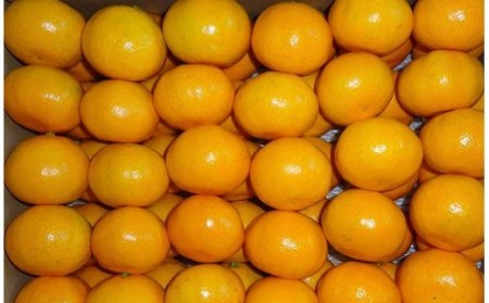 商標登録 潮風みかん 5kg 高知県 黒潮町産［1289-2］