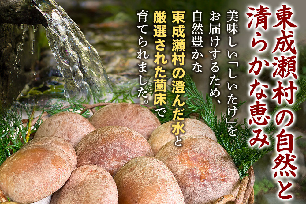 椎茸 あわびしいたけ 約1.5kg 滝ノ沢ファーム 菌床 シイタケ きのこ 食べ応え 肉厚 茸 秋田県 国産 大ぶり 高品質 [きのこ しいたけ 椎茸 シイタケ 東成瀬村 あわび 食べ応え 菌床 無農