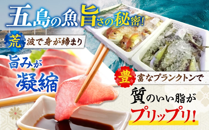 旬 おまかせ 定期便 鮮魚セット 地魚 魚 鮮魚 刺身 セット 詰め合わせ