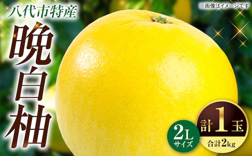 
										
										【先行予約】熊本県 八代市産 晩白柚 2Lサイズ1玉(2kg)【2024年12月中旬より順次発送】
									