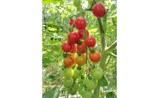 上から熟すので、真っ赤に完熟した1個～2個だけを収穫しています。