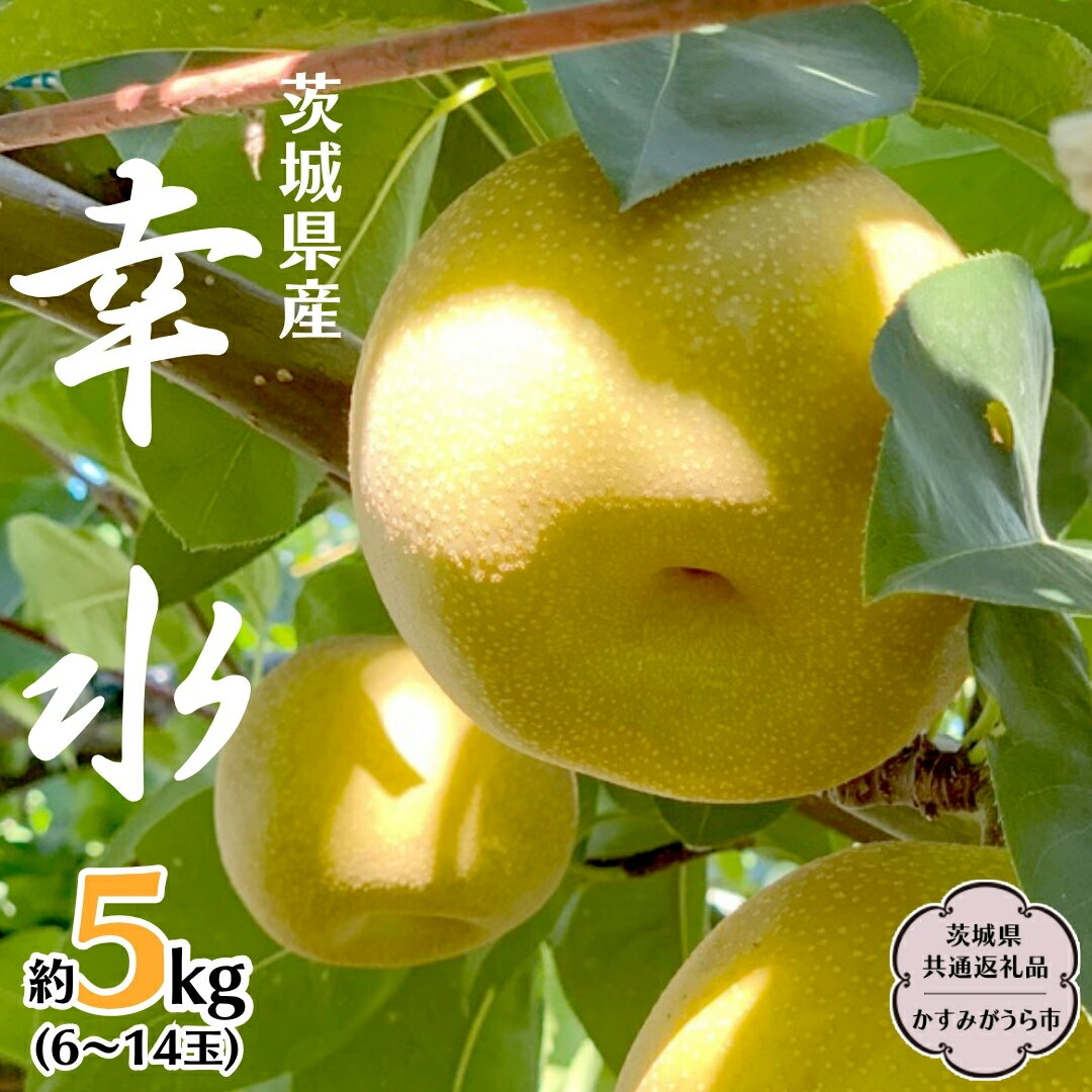 【ふるさと納税】【 先行予約 】 茨城県産 梨 幸水 約 5kg 8玉～14玉 (茨城県共通返礼品 かすみがうら市) (2026年8月上旬発送開始) 産地直送 久保田果樹園 フルーツ 甘い 直送 茨城 限定 ギフト 梨 幸水 こうすい 果物