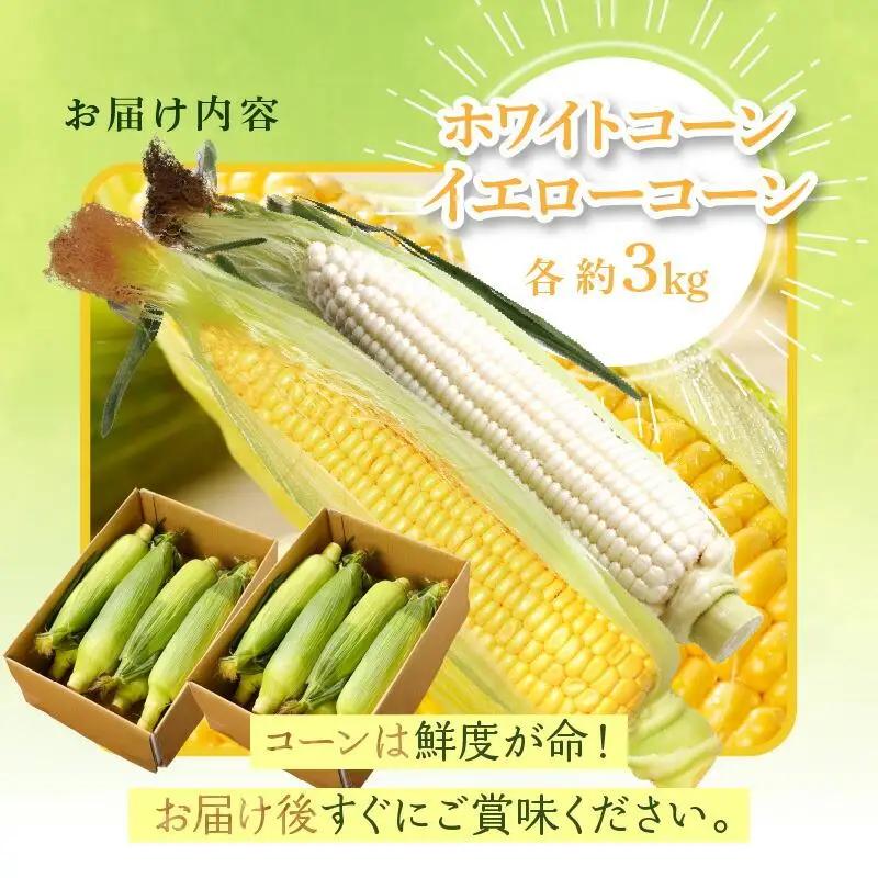 瀬戸内ホワイトコーン・イエローコーン食べ比べ 各約3kg【2026-6月中旬～2026-7月中旬配送】| コーン