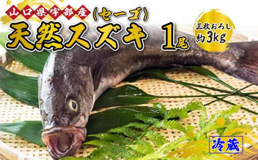 《三枚おろし》 天然スズキ・セーゴ (1尾 約3kg) 【天然スズキ スズキ セーゴ 魚 新鮮 ツマミ 刺身 煮つけ 市場直送 山口県 宇部市 市場直送 刺身 煮付け ギフト特集 返礼品】