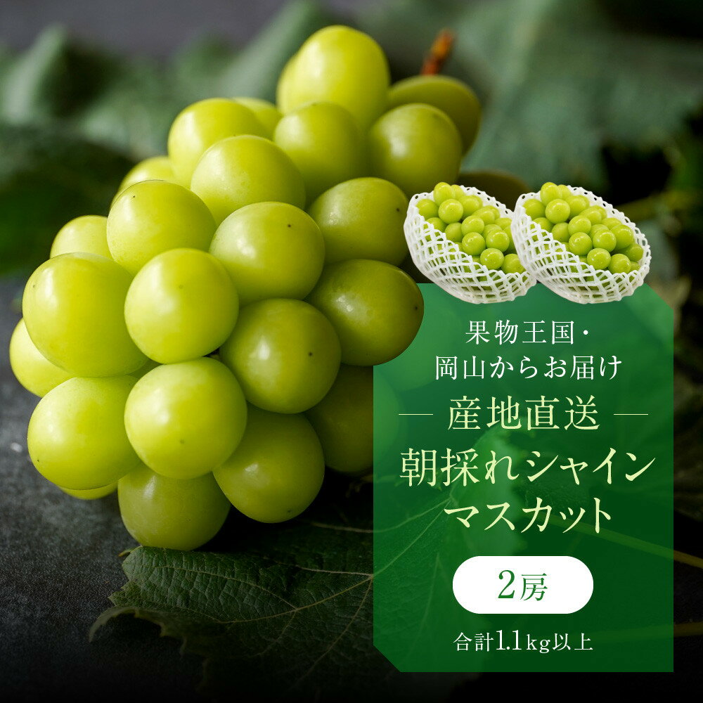 【ふるさと納税】【内容量が選べる】厳選 シャインマスカット 2房 合計1.1kg以上又は2～3房 合計1.7kg以上 | フルーツ 果物 くだもの 食品 人気 おすすめ 送料無料