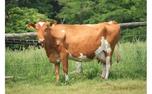 南ヶ丘牧場 アイスクリーム 6個セット 詰合せ 〔B-139〕 | スイーツ アイス 高級アイス 詰め合わせ 乳牛 冷凍 那須町