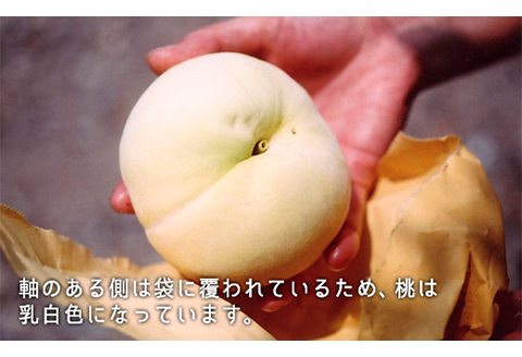 岡山県産「清水白桃」約1.3kg（5～6玉）