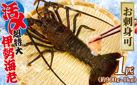 【 伊勢海老 】 特大 伊勢海老 900g ～ 1kg