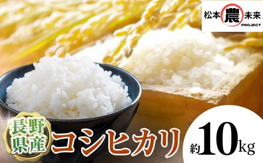 〔松本農未来project〕 信州松本産 こしひかり 10kg│信州松本 こしひかり 米 ご飯 白米 新米 10kg 長野県 松本市 ふるさと納税